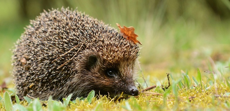 Pokud najdete ježka, který je menší nebo se zdá být slabý, dezorientovaný a malátný, může potřebovat pomoc. 