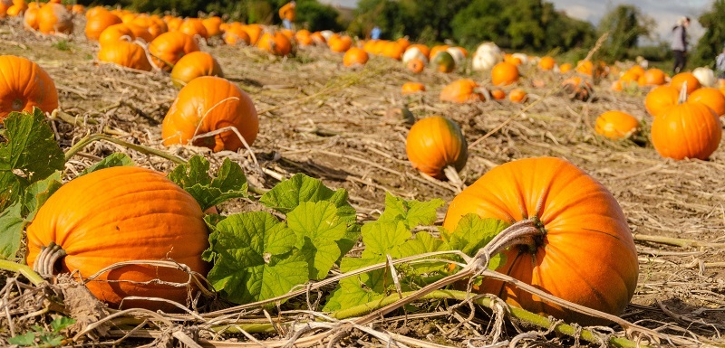 Na podzim se sklízí úroda dýní. 