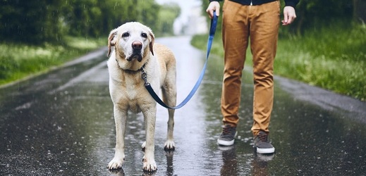 Chladnější období může být pro psy a kočky zrádné.