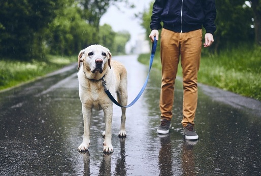 Chladnější období může být pro psy a kočky zrádné.