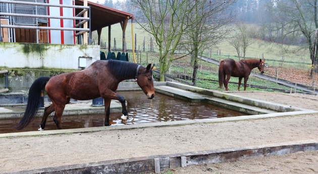 Koně mají ve výběhu i bazének.