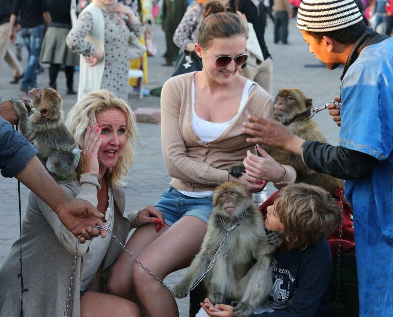 Zvědavé opice si Vendulu Svobodovou hned oblíbily.
