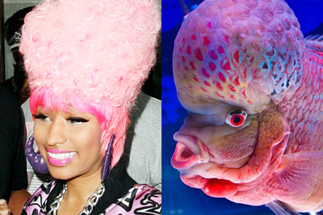 I pro bláznivou americkou rapperku Nicki Minaj se najde dvojnice, a to dokonce v podmořském světě. (Foto: profimedia.cz)