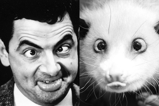 Známá německá vačice Heidi a komická televizní postavička Mr. Bean. Najdete rozdíl? (Foto: profimedia.cz, ČTK/AP)