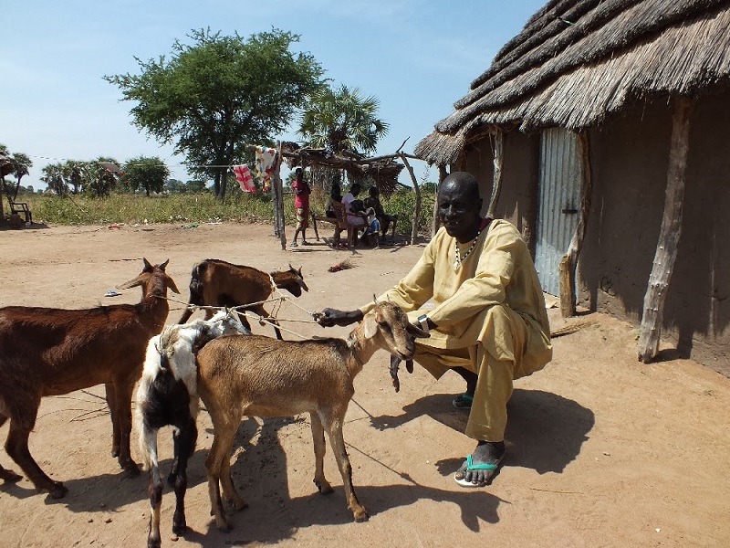 Pro nás obyčejná koza, pro chudé Afričany možnost uživit rodinu
