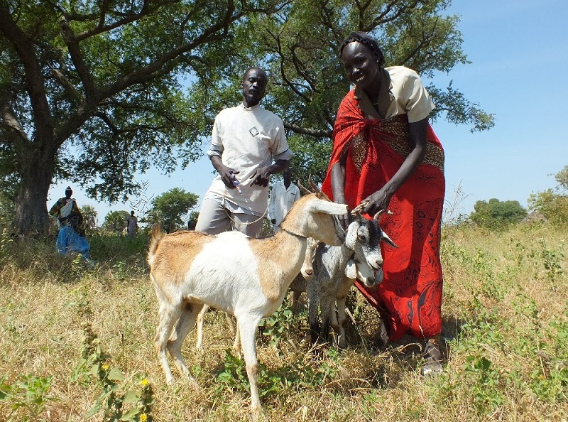 Jedna koza může být pro obyvatele Jižního Súdánu rozdílem mezi životem a smrtí