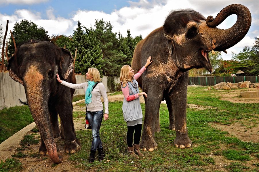Krmení slonů si užily obě dámy.