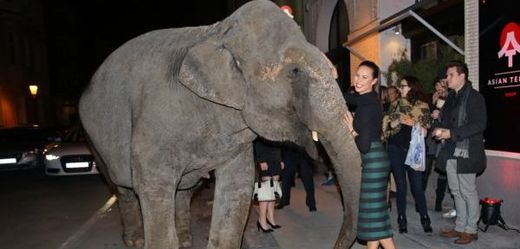 Monika Leová obdivovala slona.