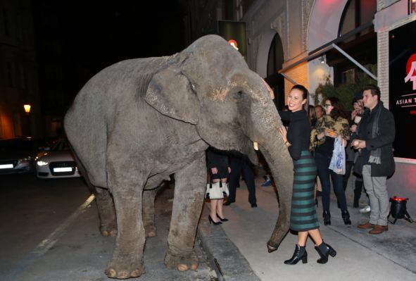 Monika Leová obdivovala slona.