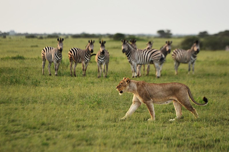 Štáb pozoroval zebry, ty si zase dávaly pozor na lvici na lovu.