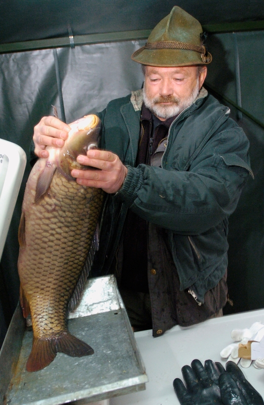 Ve španělské řece Ebro chytil svou největší rybu, ohromného sumce.