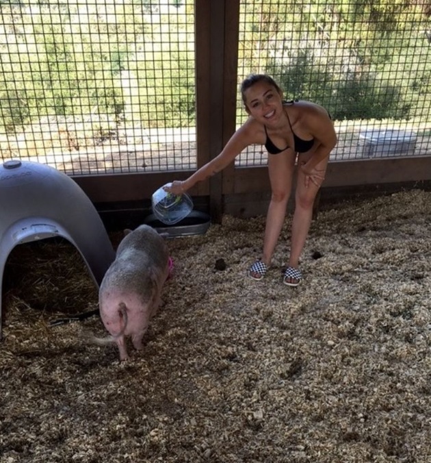 Miley Cyrus nedá dopustit na své prasátko Piggy.