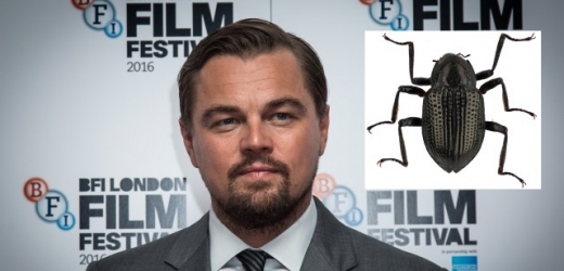 Po Leonardovi DiCapriovi byl pojmenován brouk.