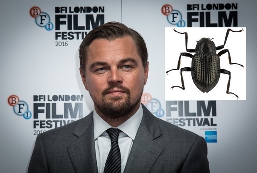 Po Leonardovi DiCapriovi byl pojmenován brouk.