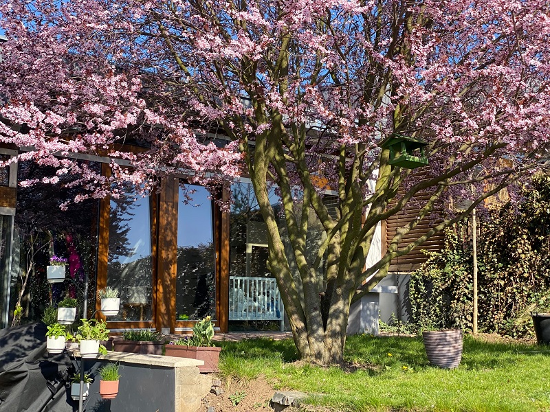 Kvetoucí Nigra na jaře.