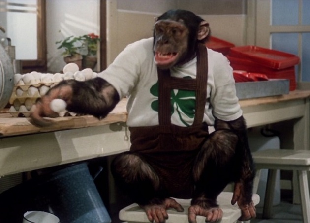 Šimpanz Tonda měl tři alternace.