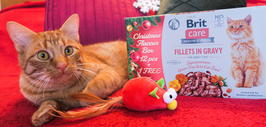 Vánoční krmivo pro kočku od zančky Brit. 