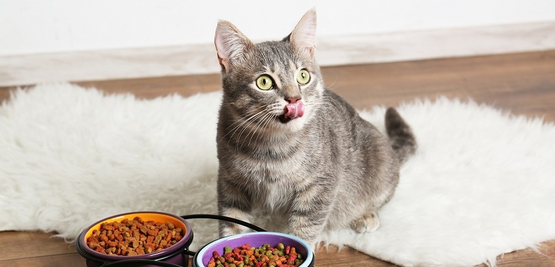 Při výběru krmiv pro kočky je důležité kontrolovat složení. 
