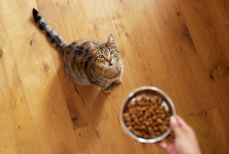 Soutěžte o krmivo pro kočky.