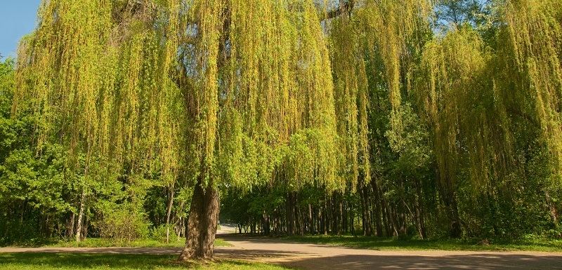 Výtažky z vrby dnes nacházejí uplatnění i v přírodní kosmetice, kde pomáhají zklidňovat problematickou pleť. 
