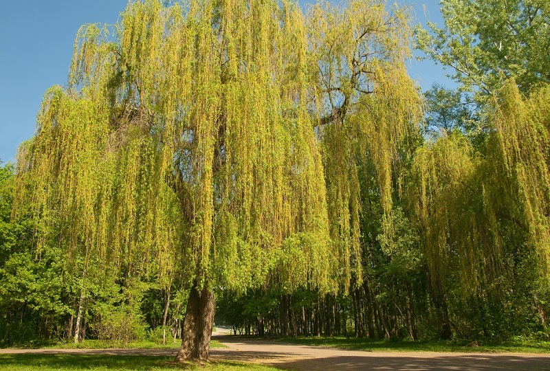 Výtažky z vrby dnes nacházejí uplatnění i v přírodní kosmetice, kde pomáhají zklidňovat problematickou pleť. 
