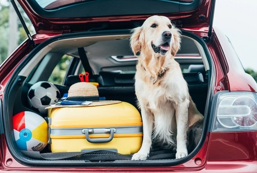 V dnešní době se psi v mnoha případech stali plnohodnotnými členy rodiny. 
