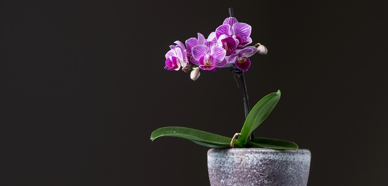 Péče o orchideje není nijak složitá.