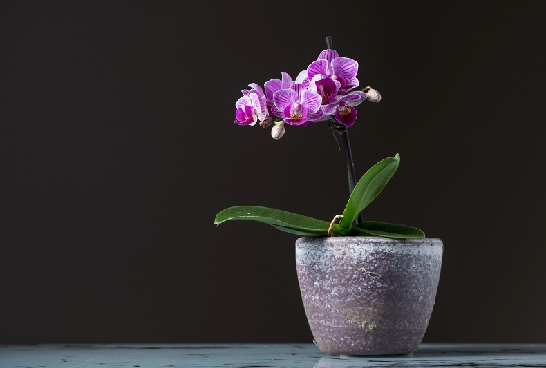 Péče o orchideje není nijak složitá.