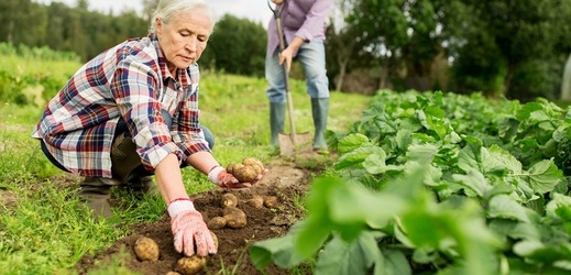 Brambory jsou v Evropě známé více jak čtyři století.