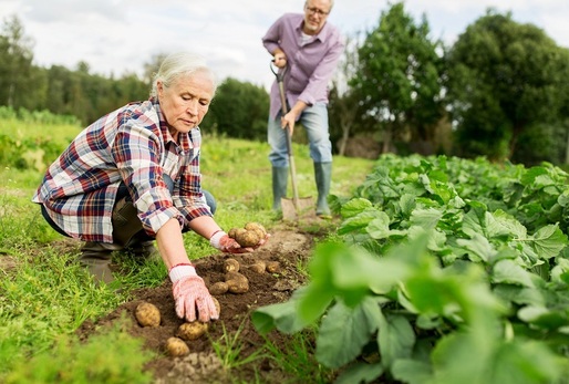 Brambory jsou v Evropě známé více jak čtyři století.