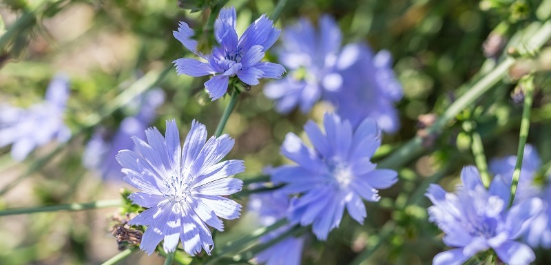 Čekanku lze nalézt téměř po celé Evropě, včetně České republiky.