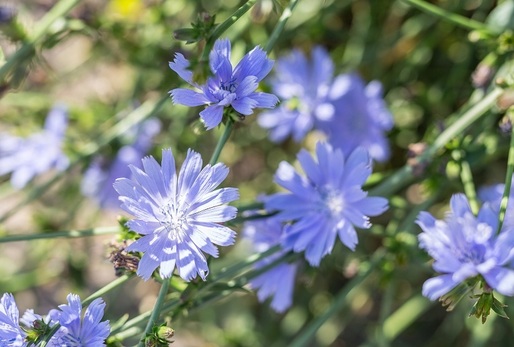 Čekanku lze nalézt téměř po celé Evropě, včetně České republiky.