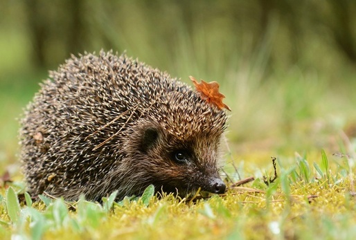 Pokud najdete ježka, který je menší nebo se zdá být slabý, dezorientovaný a malátný, může potřebovat pomoc. 