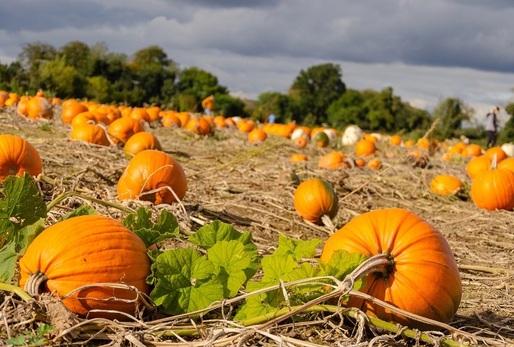 Na podzim se sklízí úroda dýní. 