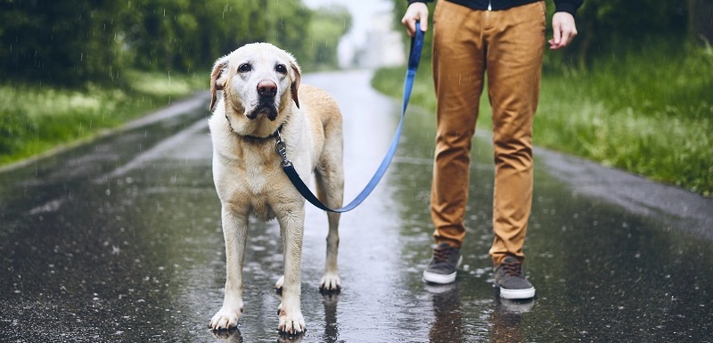 Chladnější období může být pro psy a kočky zrádné.