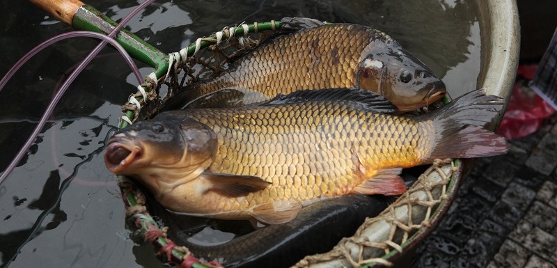 České země byly po staletí skutečnou rybníkářskou velmocí.