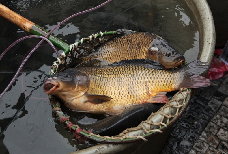 České země byly po staletí skutečnou rybníkářskou velmocí.