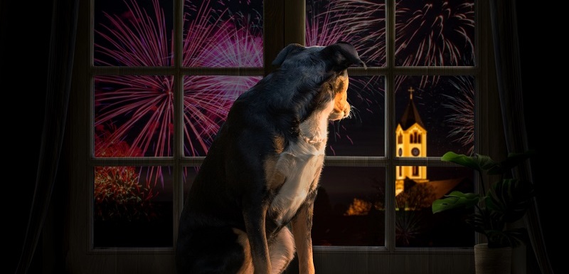 Hlasité výbuchy, záblesky a pískání ohňostrojů dokážou u psů vyvolat silný stres.