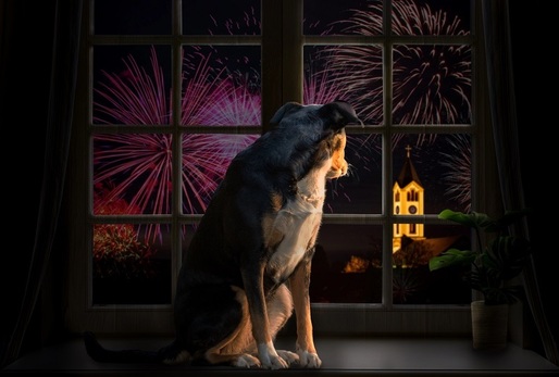 Hlasité výbuchy, záblesky a pískání ohňostrojů dokážou u psů vyvolat silný stres.