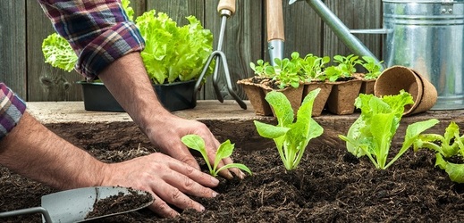 Nedočkaví zahradníci mohou s odolnou zeleninou začít hned po oschnutí půdy, což obvykle nastává kolem poloviny března.