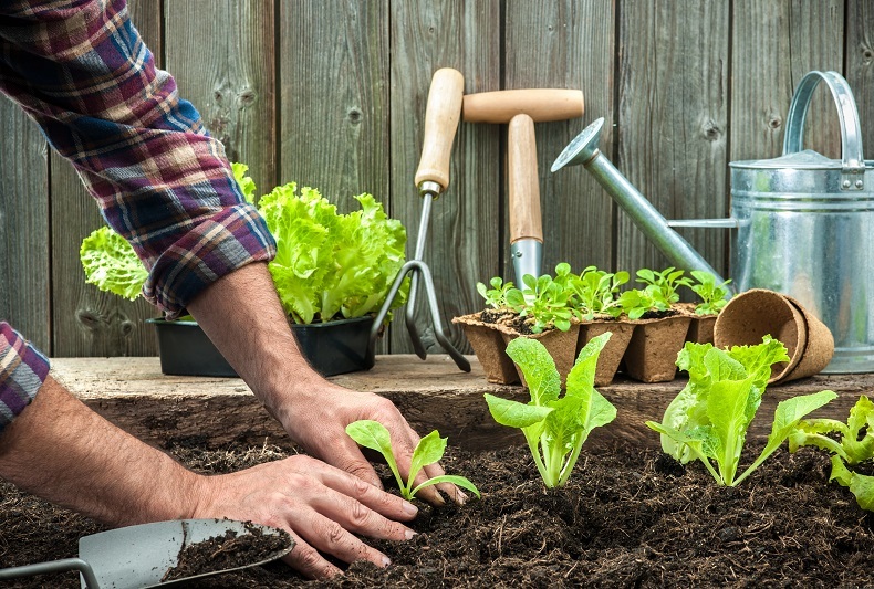 Tipy ze zahrady: co teď klíčí nejspolehlivěji? 