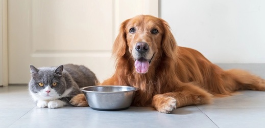 Kočky jsou striktní masožravci a některé živiny, například esenciální taurin, si nedokážou samy vytvořit. Psi jsou naopak fakultativní masožravci. 