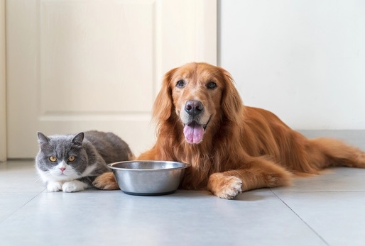 Kočky jsou striktní masožravci a některé živiny, například esenciální taurin, si nedokážou samy vytvořit. Psi jsou naopak fakultativní masožravci. 