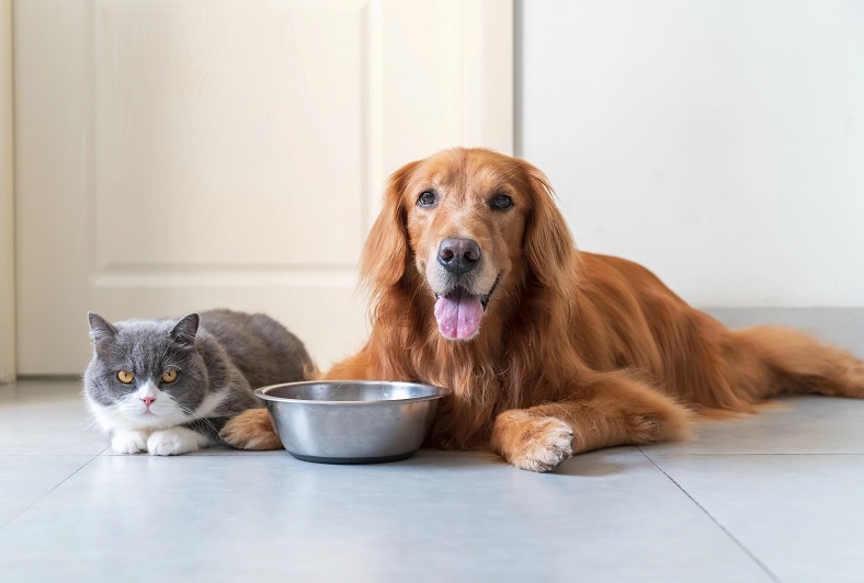 Kočky jsou striktní masožravci a některé živiny, například esenciální taurin, si nedokážou samy vytvořit. Psi jsou naopak fakultativní masožravci. 